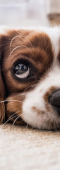 Coronavirus COVID-19, nessun rischio derivante da animali da compagnia